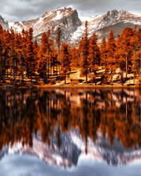 Reflection of trees in lake