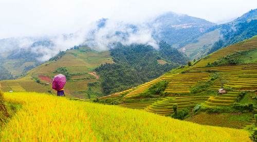 Scenic view of agricultural field