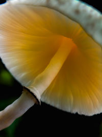 Close-up of yellow flowering plant