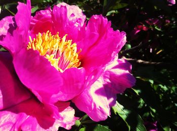 Close-up of pink flower