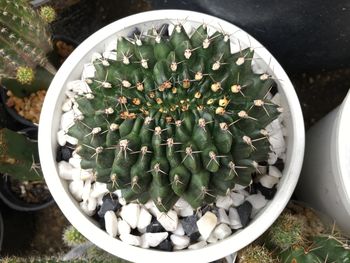 High angle view of succulent plant in pot