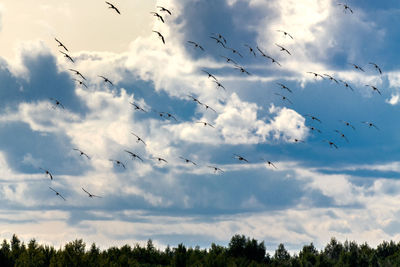 Low angle view of birds flying in sky