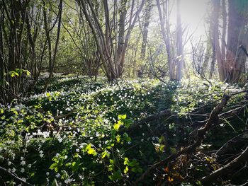 View of flowering plants in forest