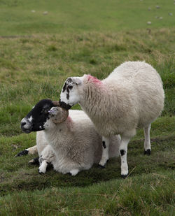 Sheep in a field