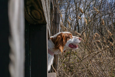 Close-up of dog on grass