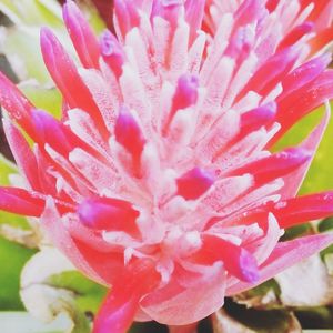 Close-up of pink flower