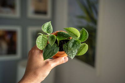 Cropped hand holding plant