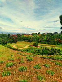 Scenic view of field against sky