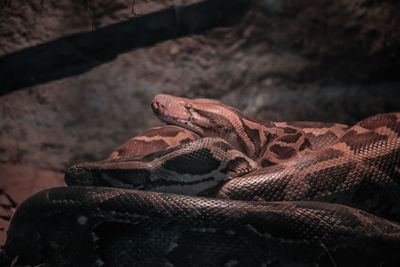 Close-up of lizard on rock at zoo