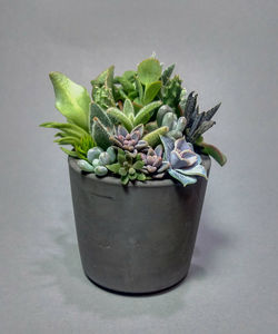 Succulent terrarium in concrete black pot