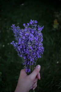 Close-up of hand holding purple flowering plant