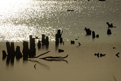 Silhouette birds on wooden post in sea