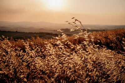 Crops growing on field against sky during sunset