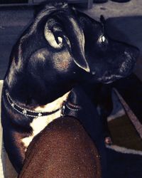 Close-up of dog looking down