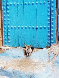 Cat on blue wall