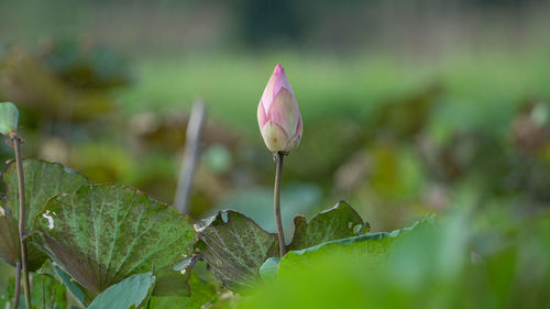 Close-up of pink lotus flower bud