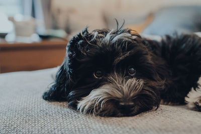 Cute 2 months old havanese puppy laying on a sofa, using puppy eyes to get an extra treat. 