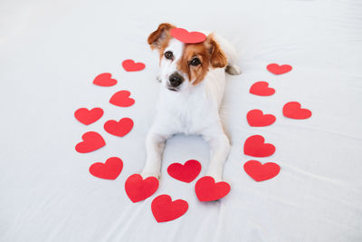 Cute jack russell dog at home with red love roses and hearts, romance valentines concept
