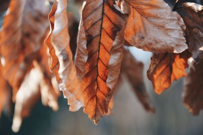 Close-up of leaves