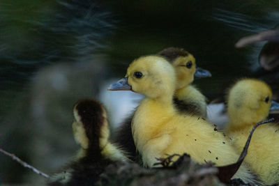 Small baby chick muscovy ducks cairina moschata huddle close to their mother in naples, florida.