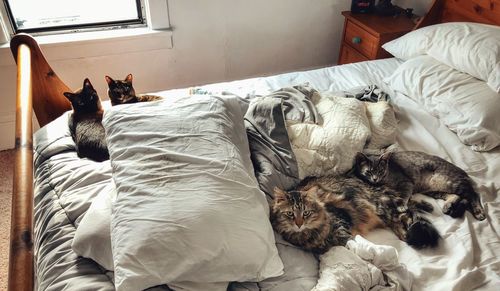 High angle view of cats sleeping on bed