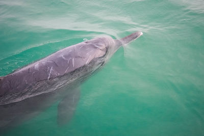 High angle view of turtle swimming in sea