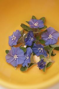 Close-up of purple flowering plant on table