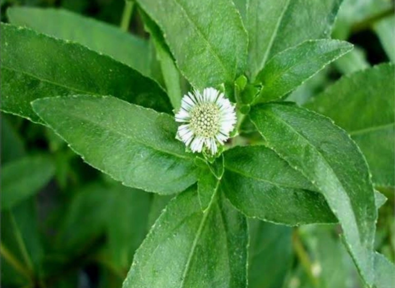 bharangraj Bhringraj Flower Bhringraj Bhringraj Plant Evergreen Natural Beauty Natural Leaf Naturephotography Nature Nature Photography Naturelovers Plant Part Bhringraj Plant Bharangraj Flower Head Flower Leaf Close-up Plant Green Color Leaf Vein Plant Life Flowering Plant Leaves Botany Petal