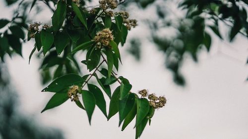 Low angle view of flowering plant