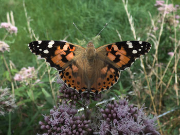 Close-up of butterfly pollinating on flower