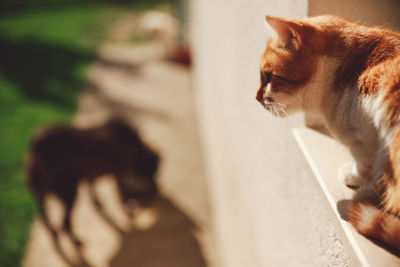 Close-up of cat looking away