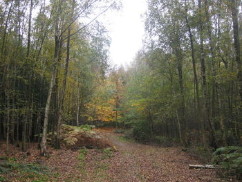 Trees in forest during autumn