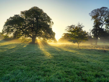 Trees on field against clear sky