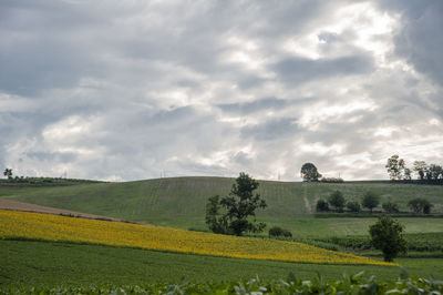 Scenic view of agricultural field against sky