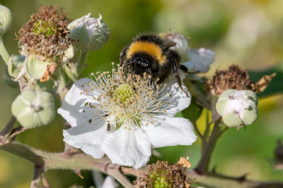 Close up of a bumble bee pollinating a white flower on a common bramble plant