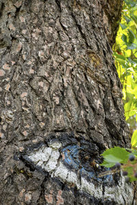 Close-up of tree trunk