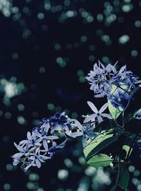 Close-up of blue flowers 