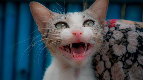 Close-up of a cat at home