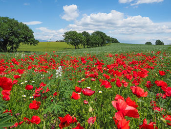 Red poppy flowers on field against sky