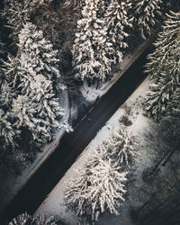 Snow covered pine trees in forest