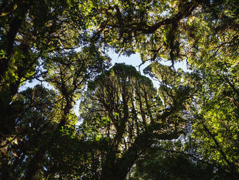 Low angle view of trees against sky