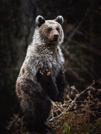 Portrait of bear on land