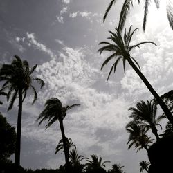 Low angle view of silhouette palm trees against sky