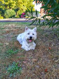 Portrait of dog standing on field