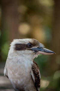 Close-up of bird