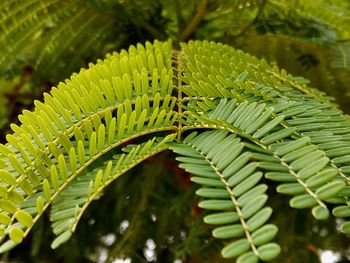 Close-up of green leaves on tree