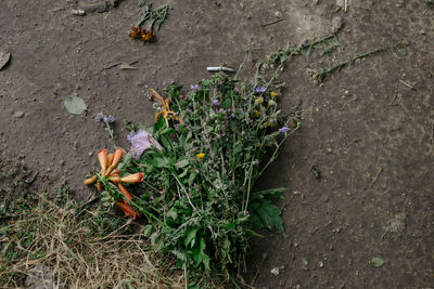 High angle view of flowering plants on field