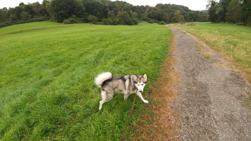 Dog on field against sky