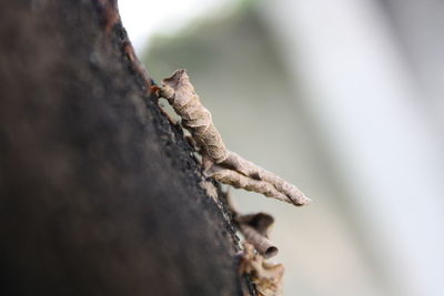 Close-up of lizard