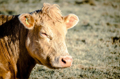 Close-up of cow on field